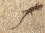 Terry Stalks a Lizard.